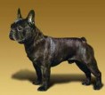 Bouledogue Francês